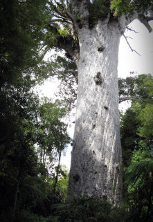 image of large tree for Native Solutions website to promote forestry services New Zealand