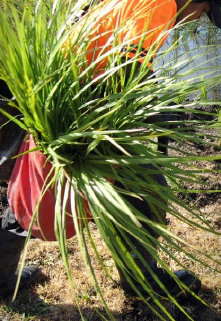 native plant ready to be planted by Native Solutions in New Zealand