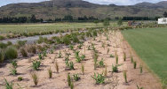 Native plants and native bush planted by Native Solutions team in Kaikoura, South Canterbury, Marlborough, and West Coast