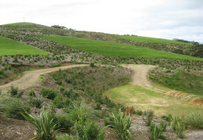 Native Solutions forest management project in Canterbury, Otago, Queenstown, and Manawatu