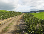 Native Solutions forest management project in the South Island, Central North Island, Timaru, and Nationwide