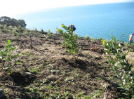 Native Solutions forest management project in Canterbury, Otago, Queenstown, and Manawatu