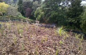 Native Solutions forest management project in the South Island, Central North Island, Timaru, and Nationwide