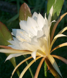 native flower planted by Native Solutions in New Zealand