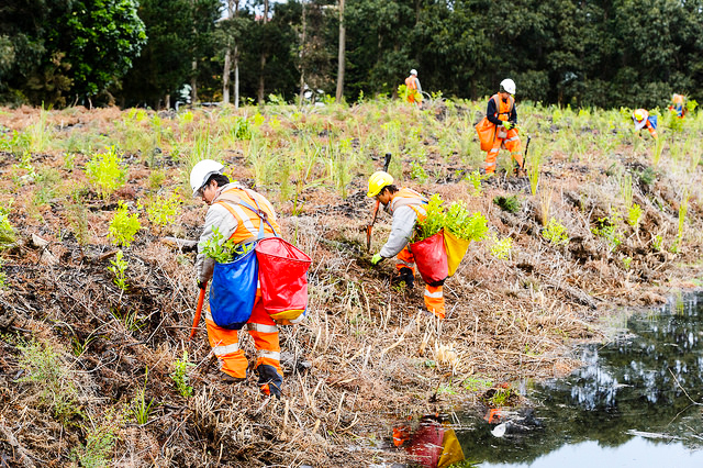 Native Solutions showcasing forest planting services for highway beautification in Canterbury, Christchurch, Auckland, and Nationwide