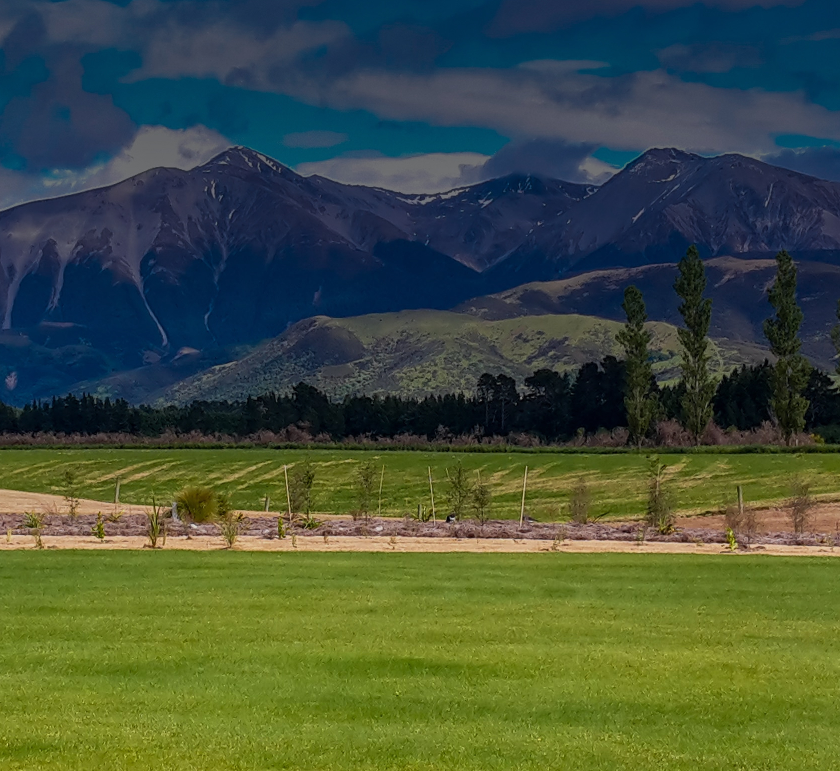 Native Solutions Canterbury Planting For A Greener NZ