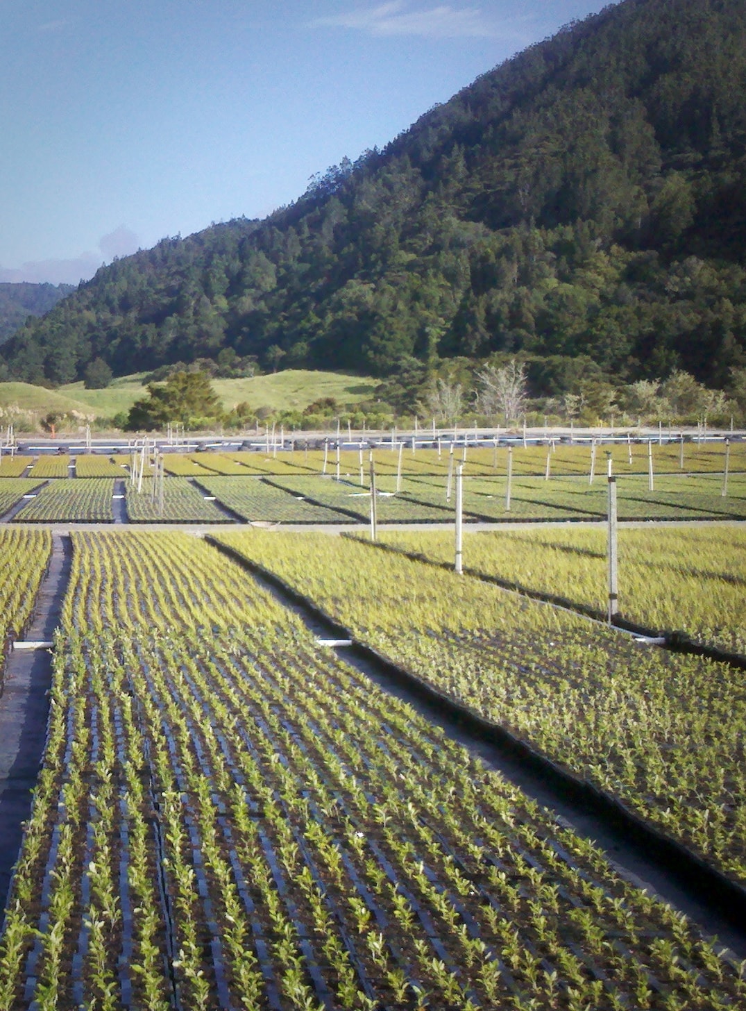 Silviculture work and planted native plants in a field by Native Solutions in Marlborough, North Canterbury, Wellington, and Waikato