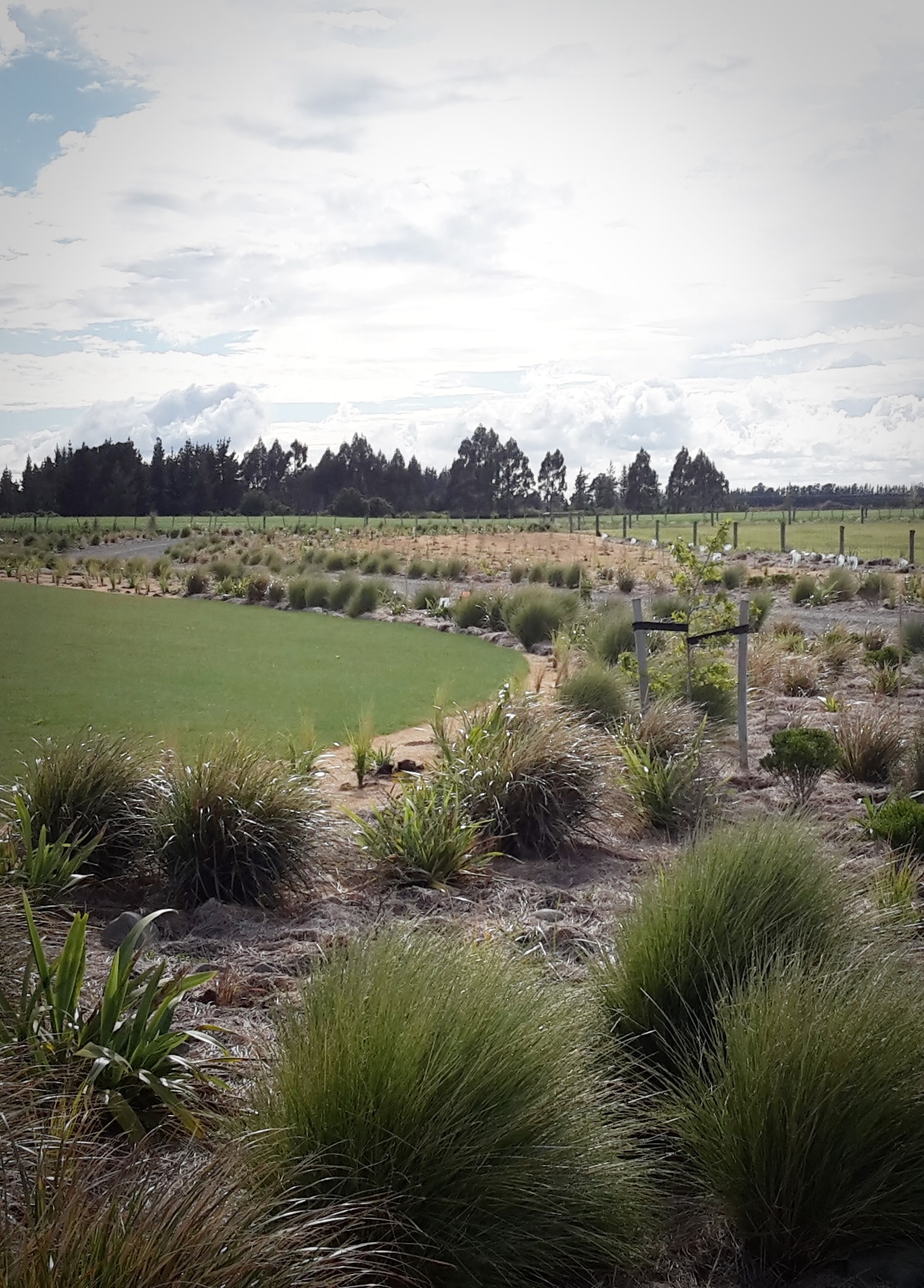 Native Solutions team implements silvicultural practices and highway beautification projects in Canterbury, Christchurch, Auckland, and Nationwide