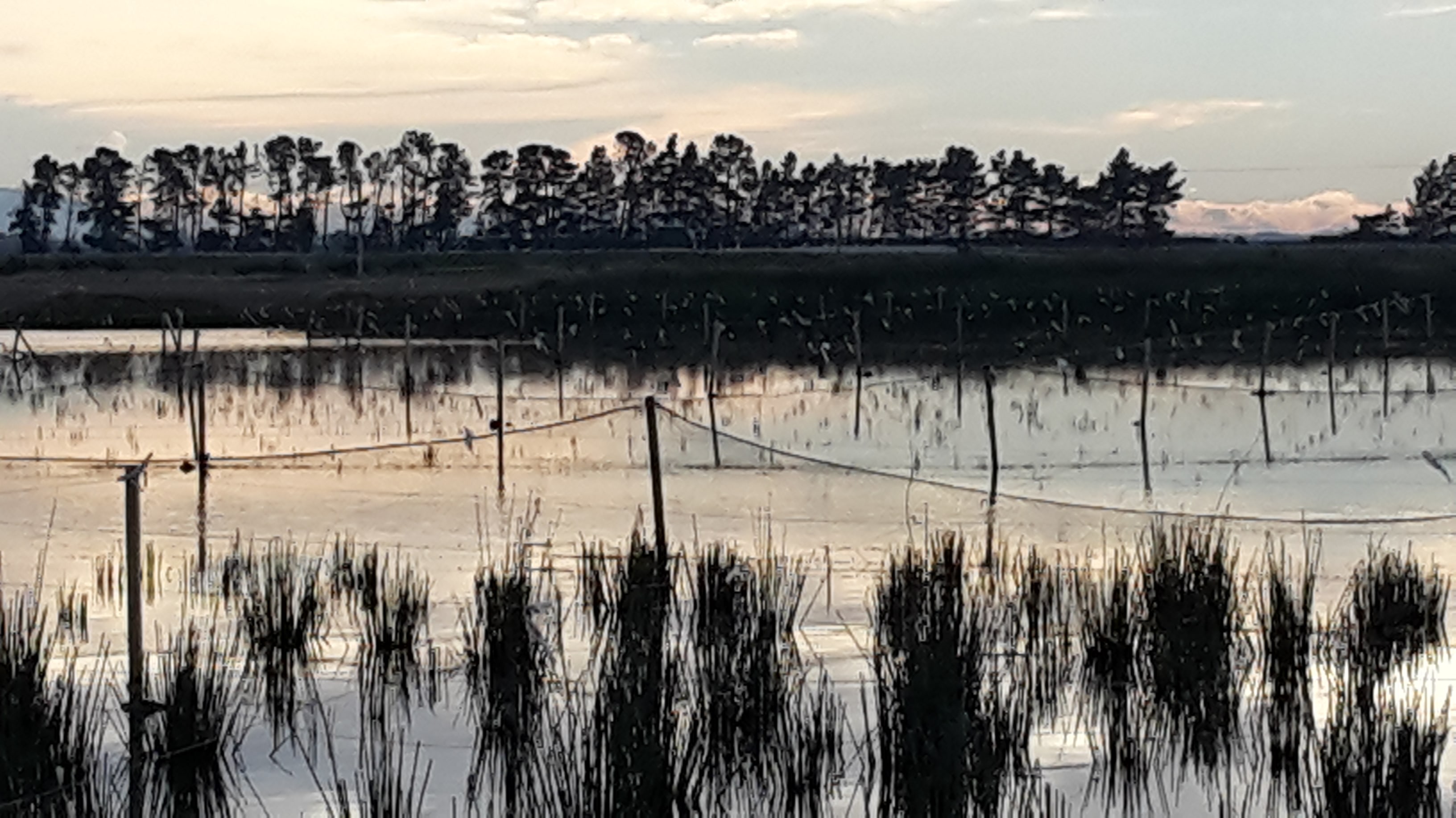 Silviculture work and water plants planted in a field by Native Solutions in Marlborough, North Canterbury, Wellington, and Waikato