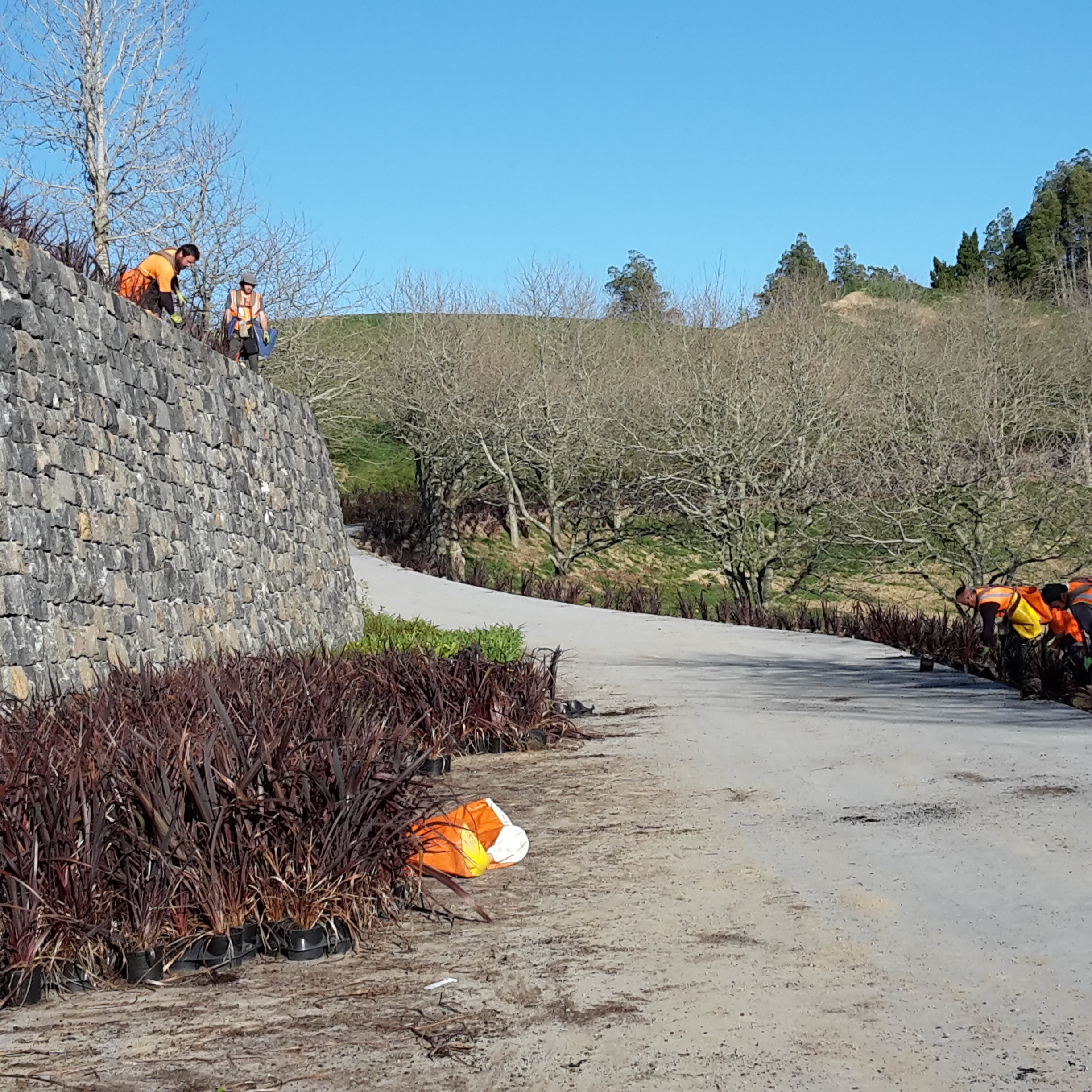 Skilled Native Solutions team member executing native planting and vegetation management in Canterbury, Greater Christchurch, Hawkes Bay, and Gisborne