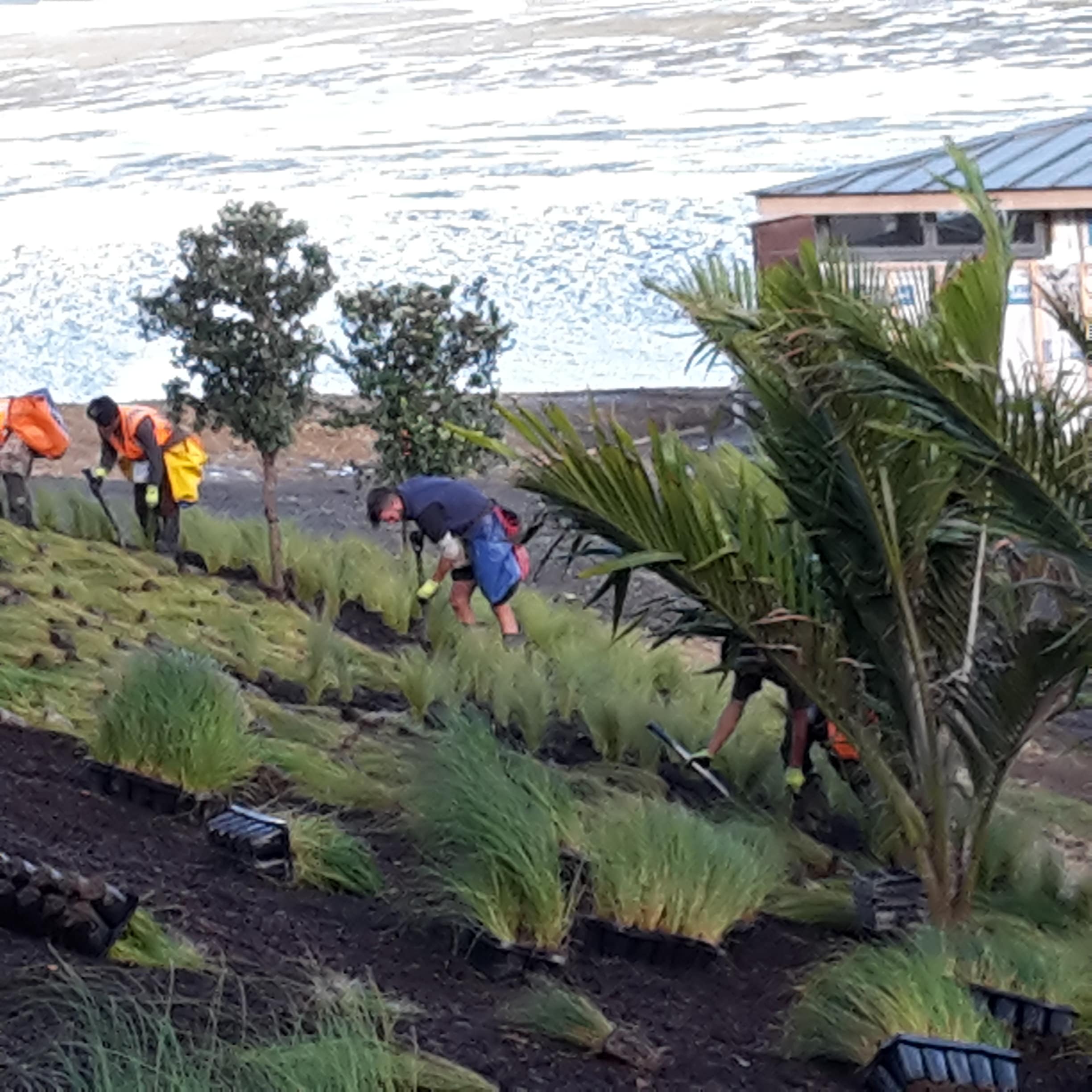 Skilled Native Solutions team member executing land maintenance and native planting and vegetation management in Canterbury, Greater Christchurch, Hawkes Bay, and Gisborne