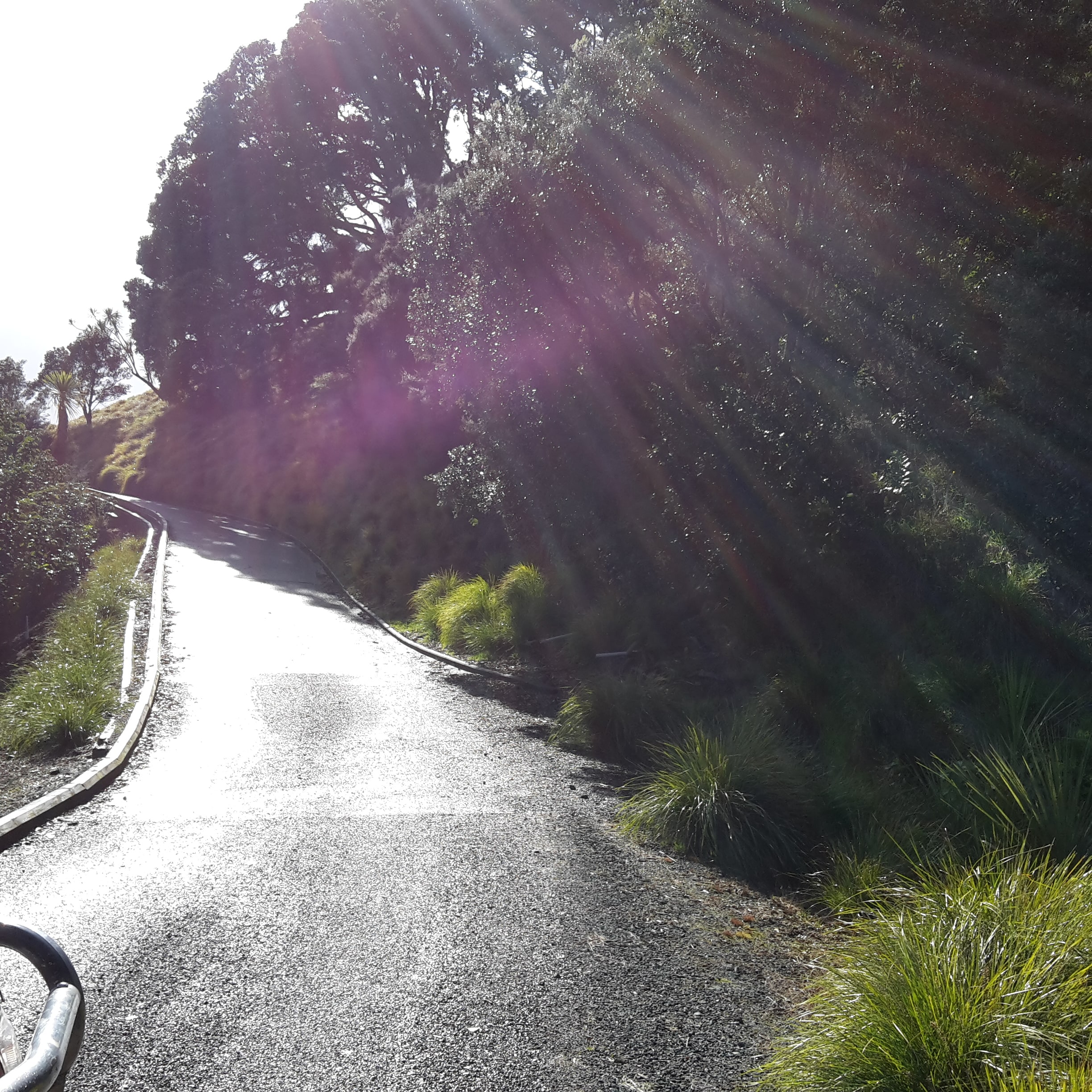 Native Solutions's implementation of silvicultural practices and highway beautification projects in Canterbury, Christchurch, Auckland, and Nationwide