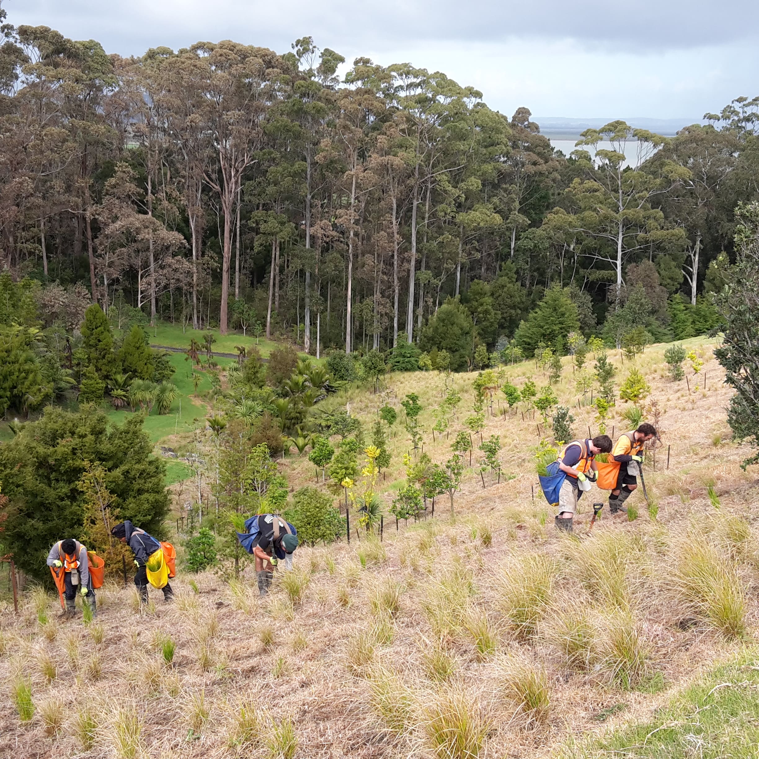 Native Solutions team conducting erosion control and native planting on a hillside in Canterbury, South Island