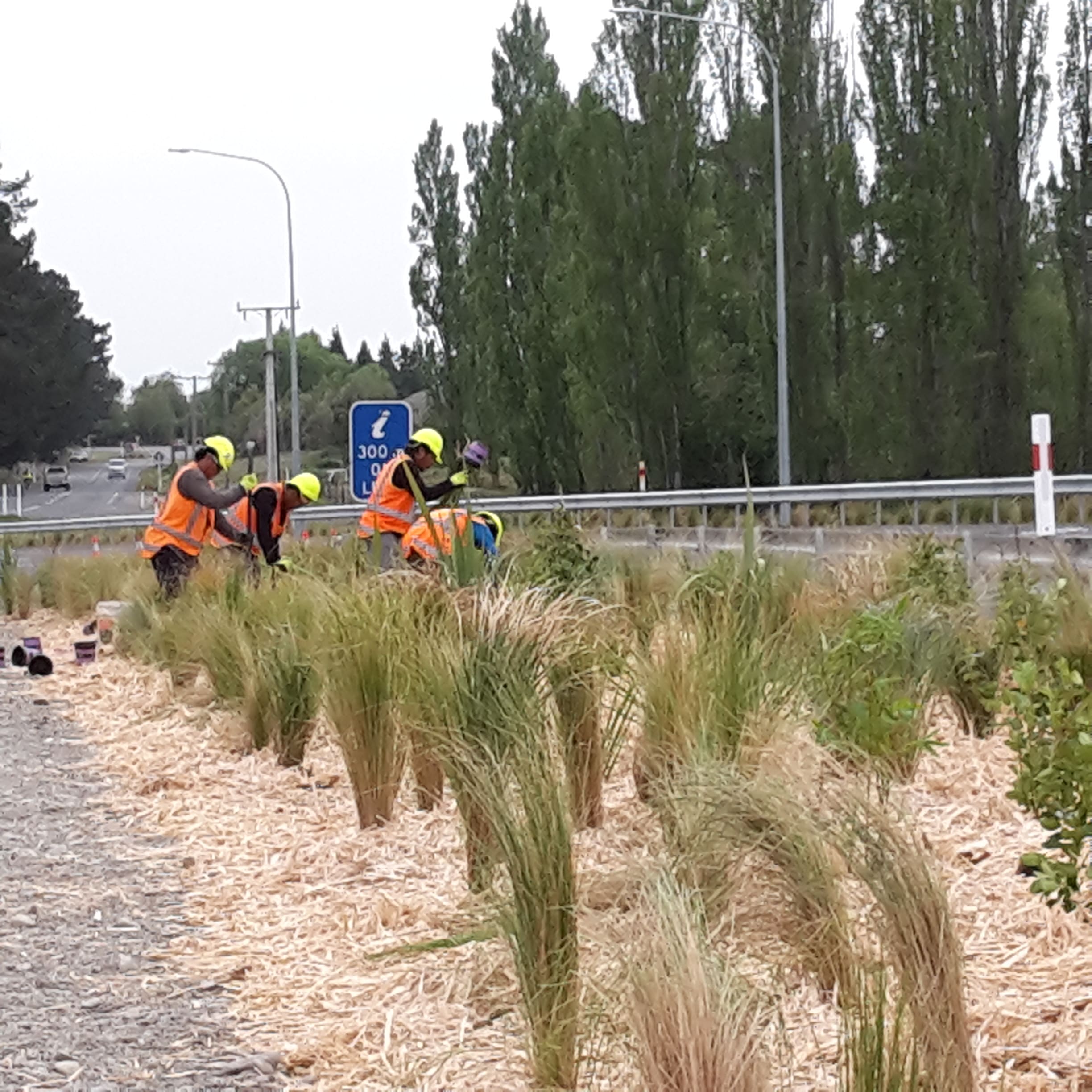 Native Solutions team implements silvicultural practices and highway beautification projects in Canterbury, Christchurch, Auckland, and Nationwide