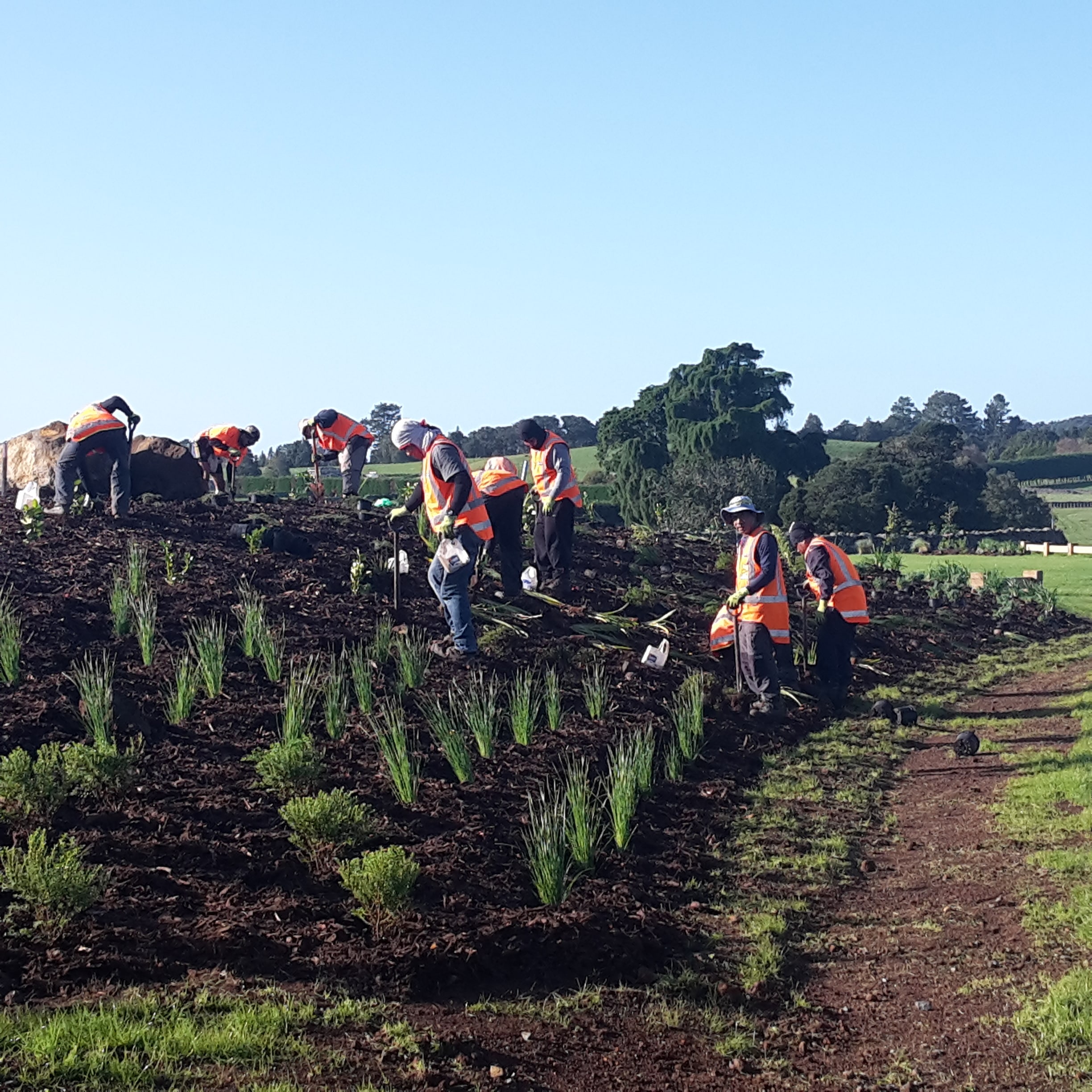 Native Solutions team conducting erosion control and native planting on a hillside in Canterbury, South Island