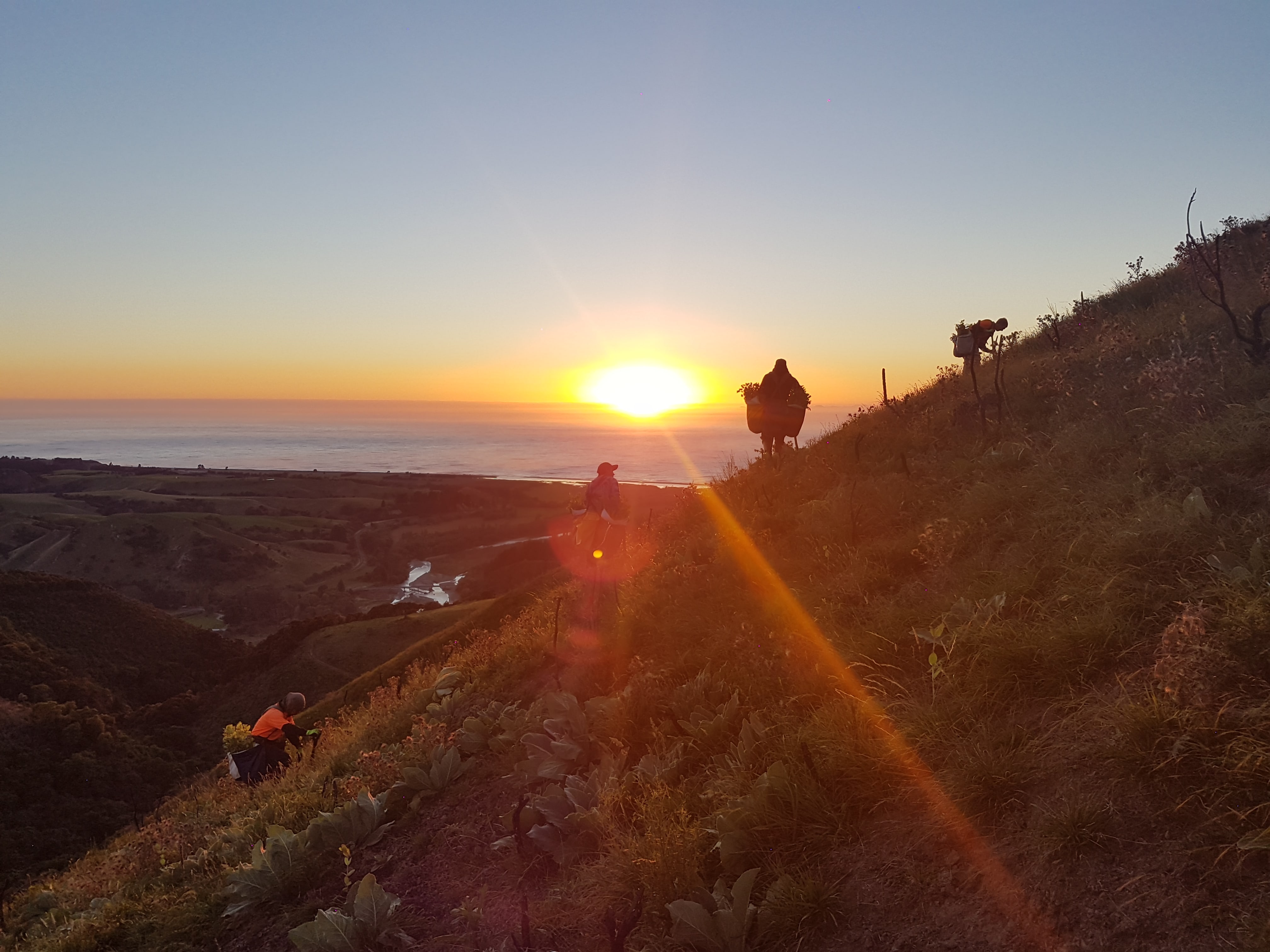 Native Solutions team conducting erosion control and native planting on a hillside in Canterbury, South Island