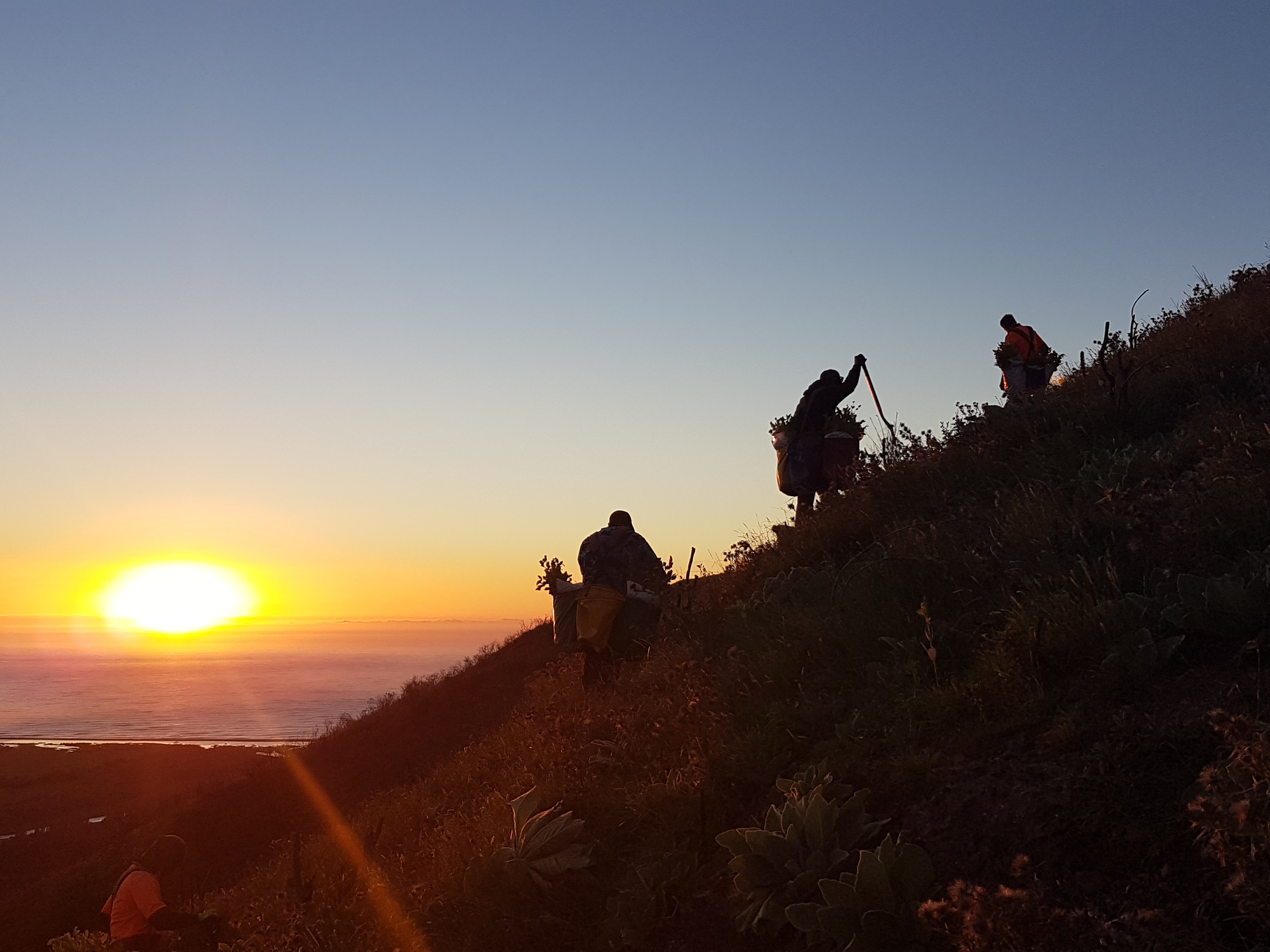 Native Solutions team conducting erosion control and native planting on a hillside in Canterbury, South Island