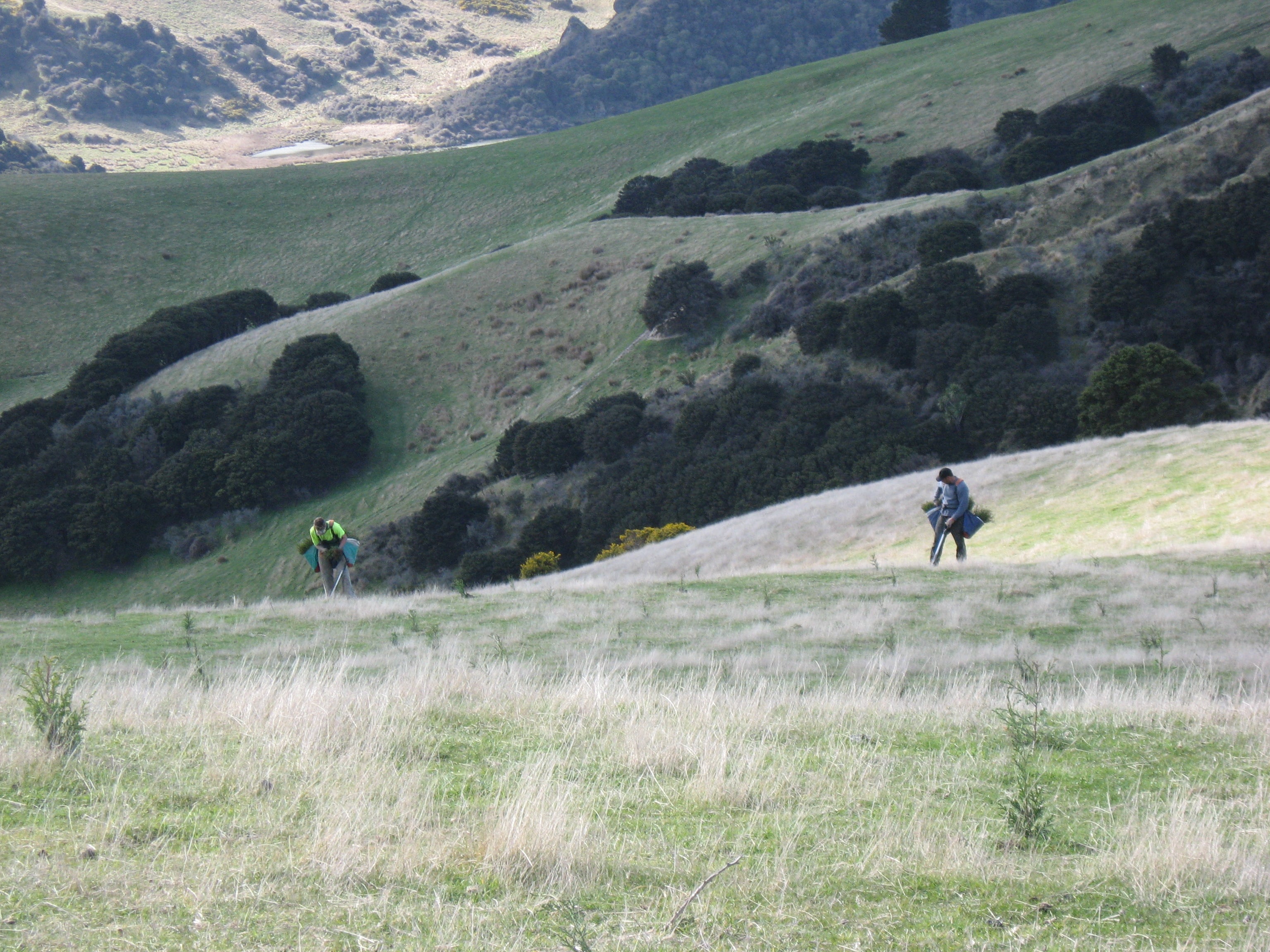 Native Solutions team member executing native planting and vegetation management in Canterbury, Greater Christchurch, Hawkes Bay, and Gisborne