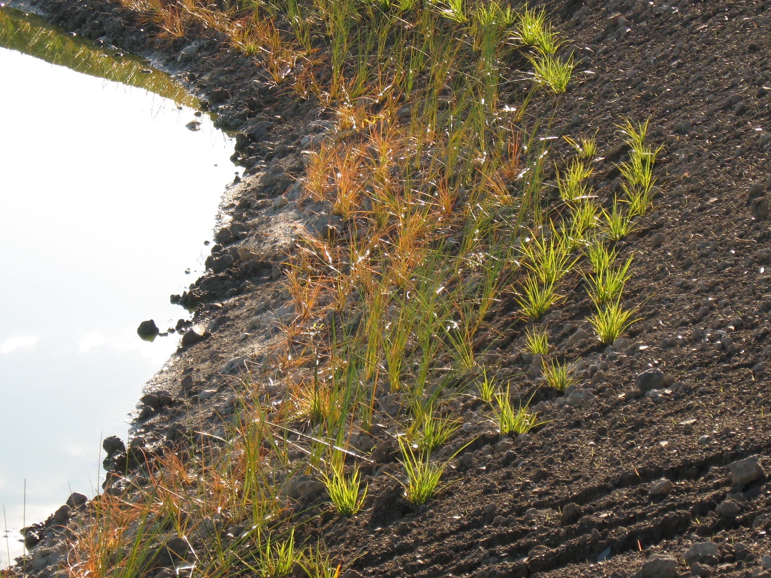 Native plants and native bush planted by Native Solutions team in Kaikoura, South Canterbury, Marlborough, and West Coast