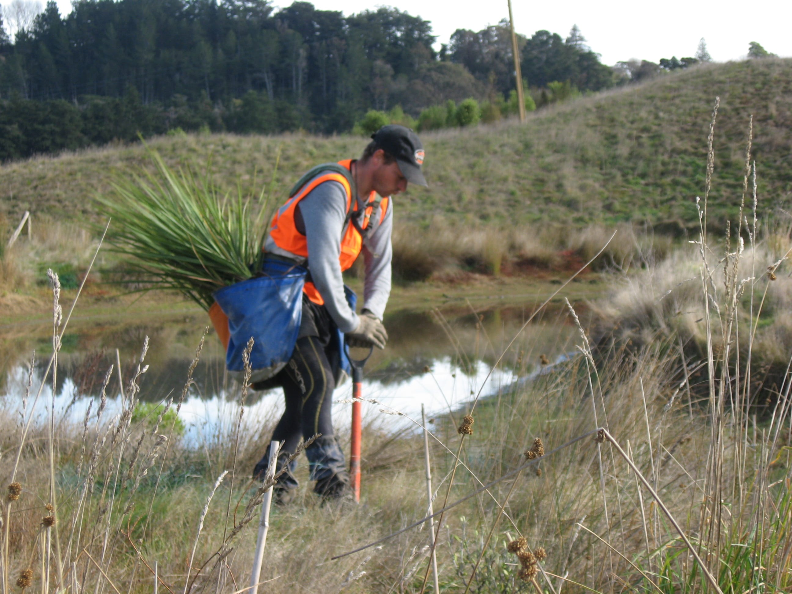 Native Solutions team member implementing silvicultural practices and native planting in Canterbury, Greater Christchurch, Hawkes Bay, and Gisborne