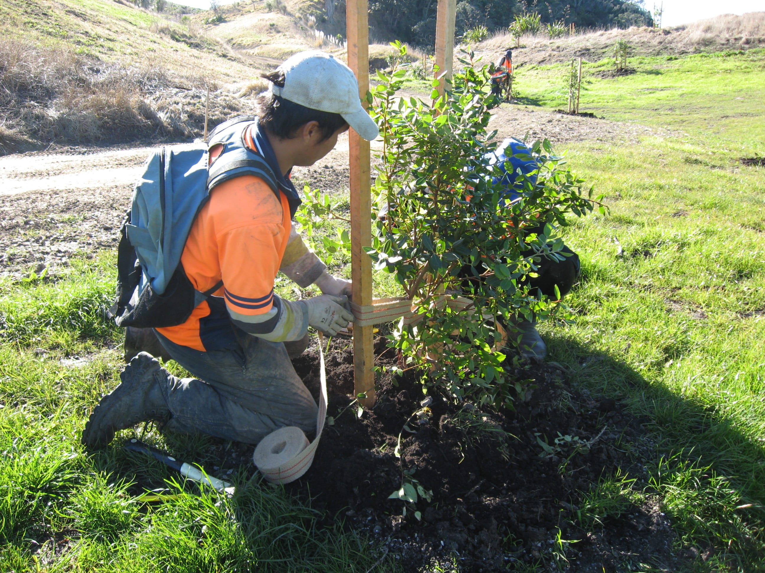 Native Solutions team member implementing silvicultural practices and native planting in Canterbury, Greater Christchurch, Hawkes Bay, and Gisborne