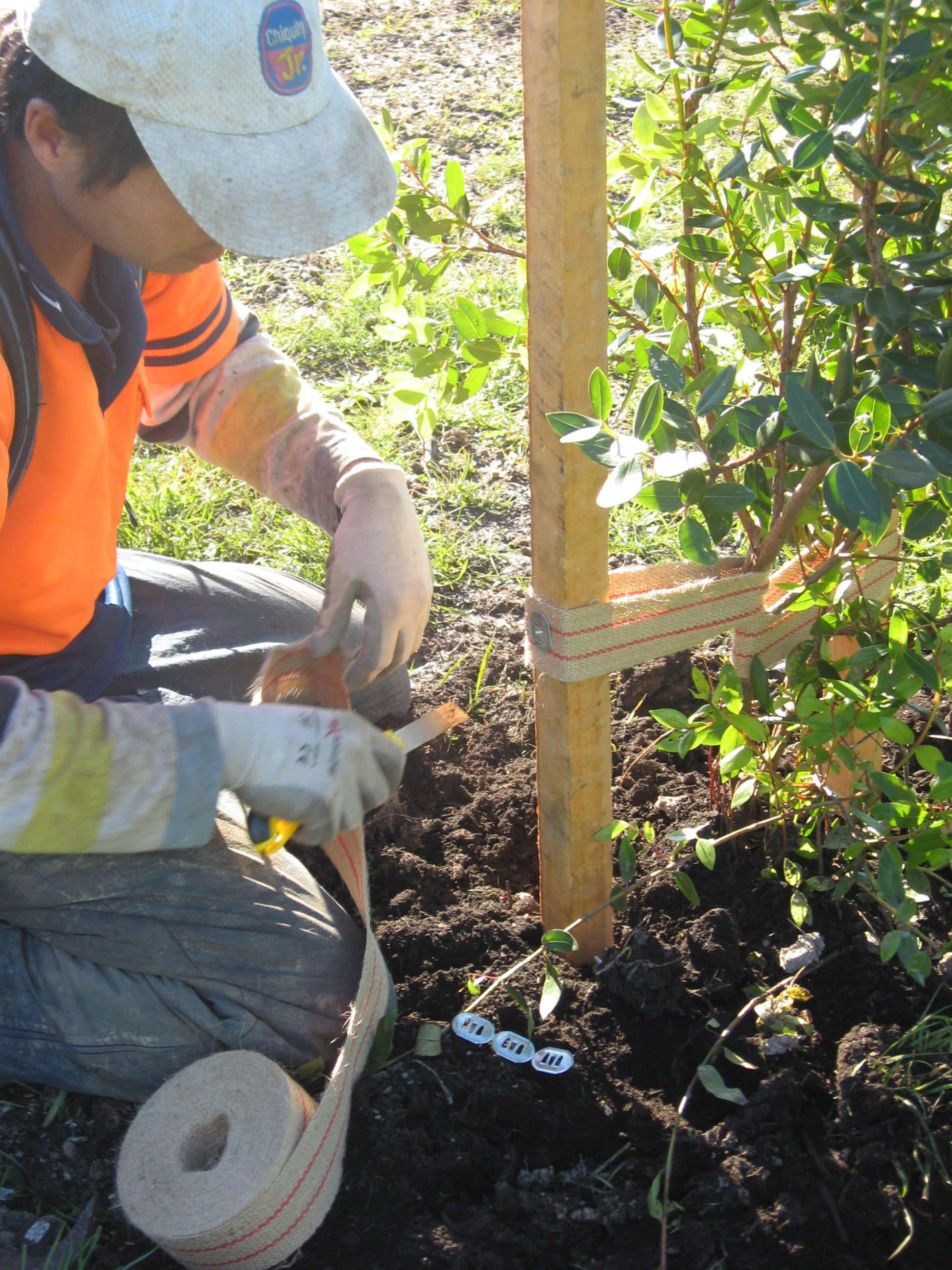 Native Solutions team member implementing silvicultural practices and native planting in Canterbury, Greater Christchurch, Hawkes Bay, and Gisborne