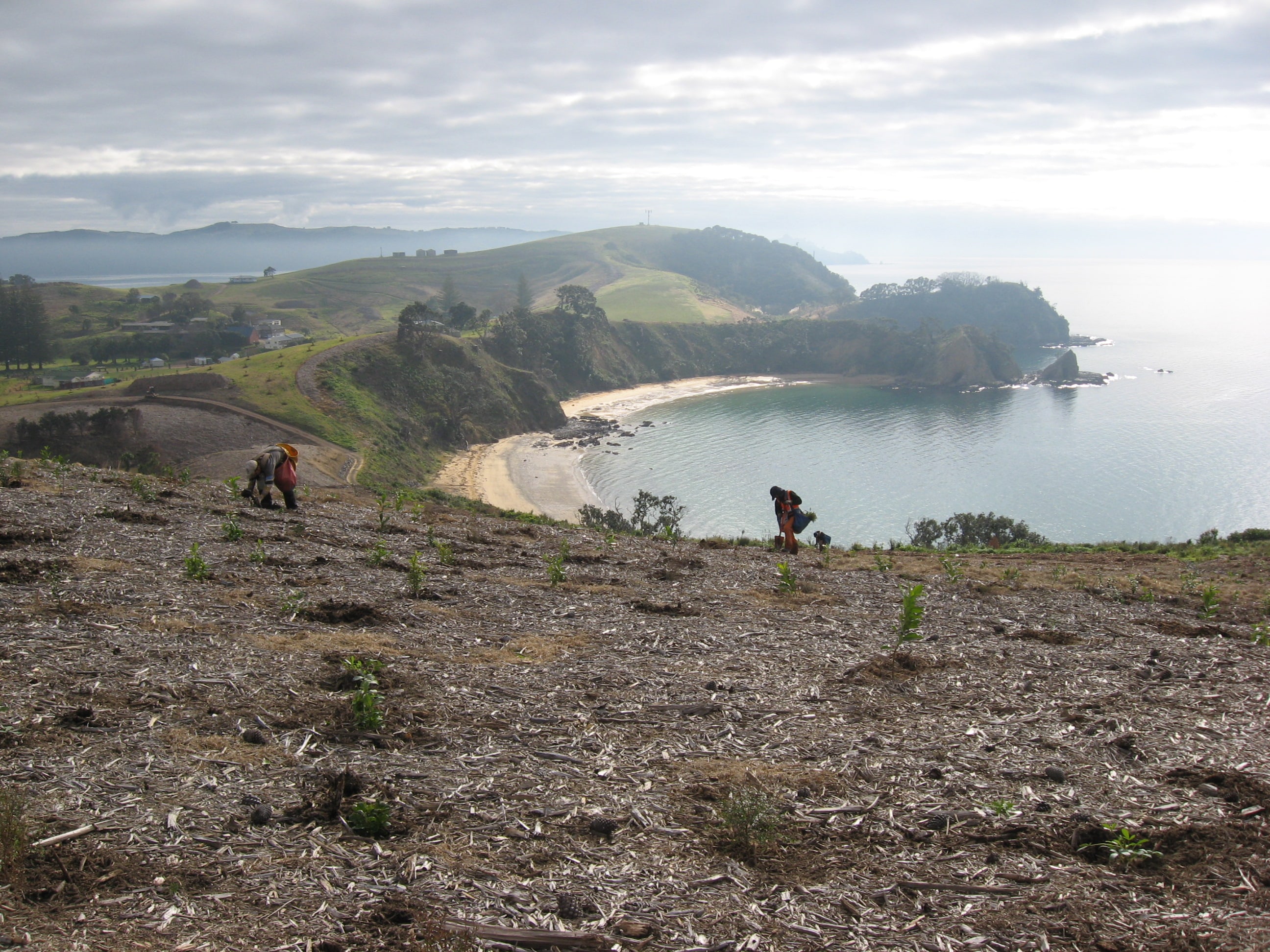 Native Solutions team conducting erosion control and native planting on a hillside in Canterbury, South Island