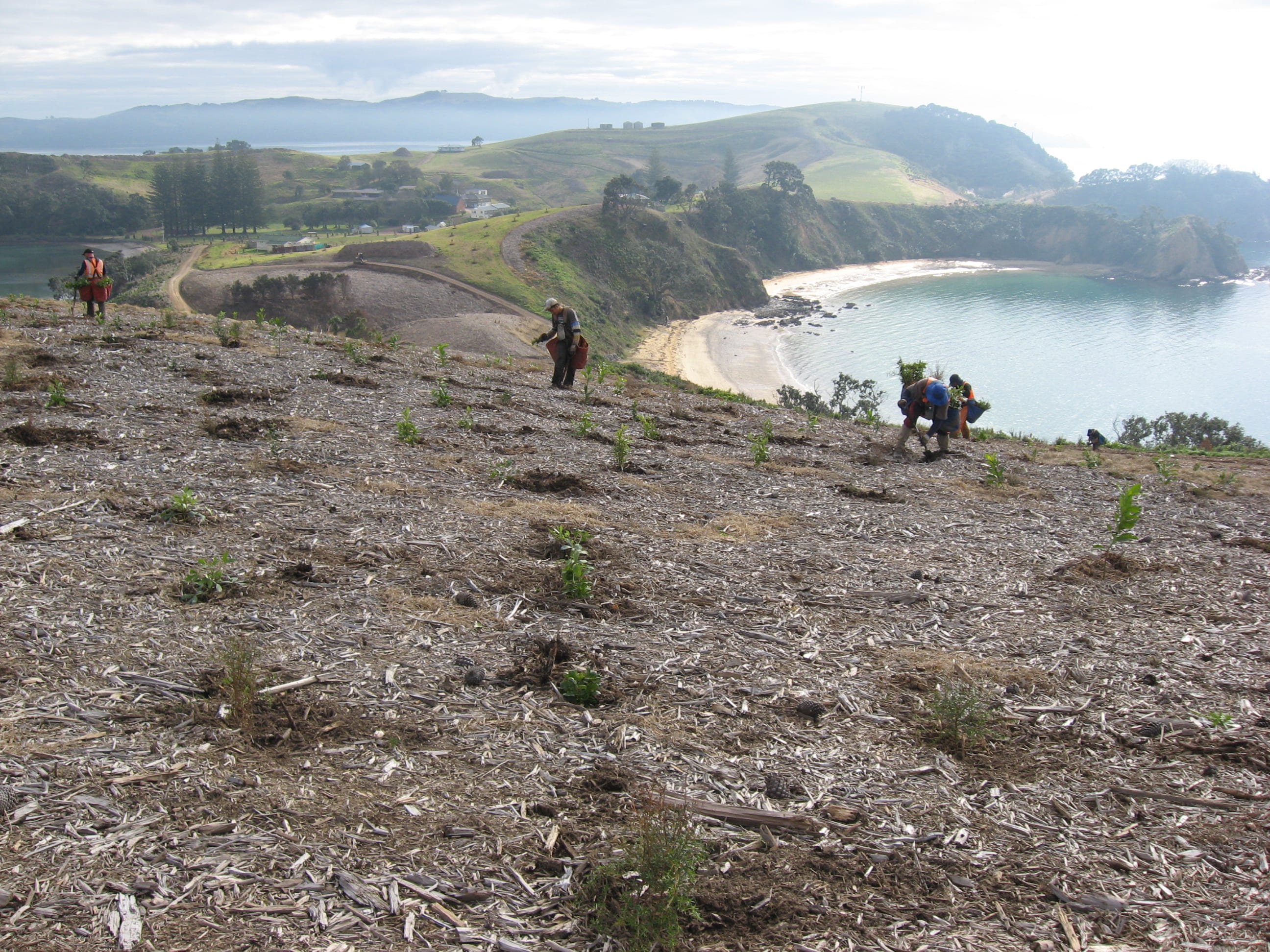 Native Solutions team conducting erosion control and native planting on a hillside in Canterbury, South Island