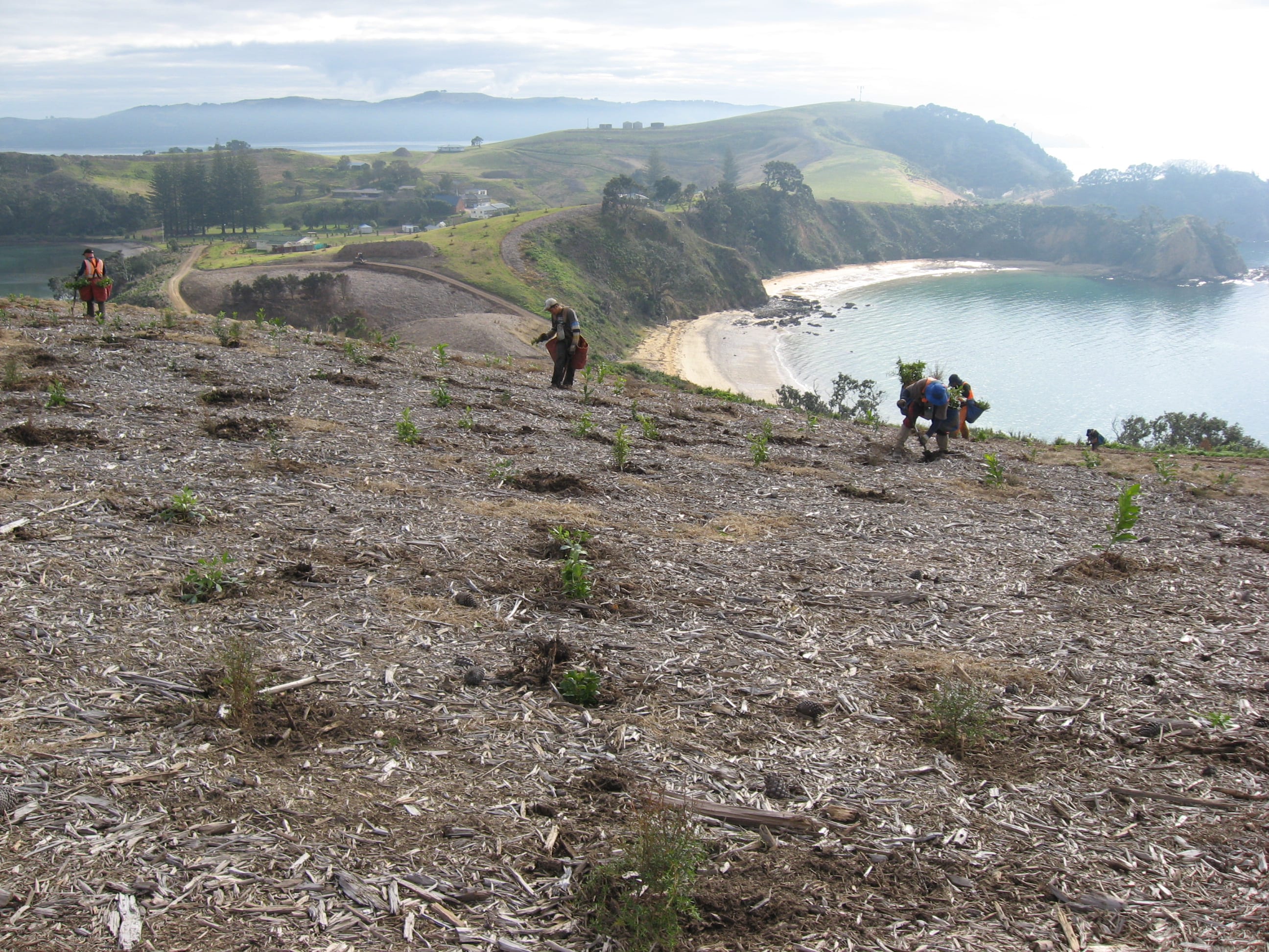 Native Solutions team conducting erosion control and native planting on a hillside in Canterbury, South Island