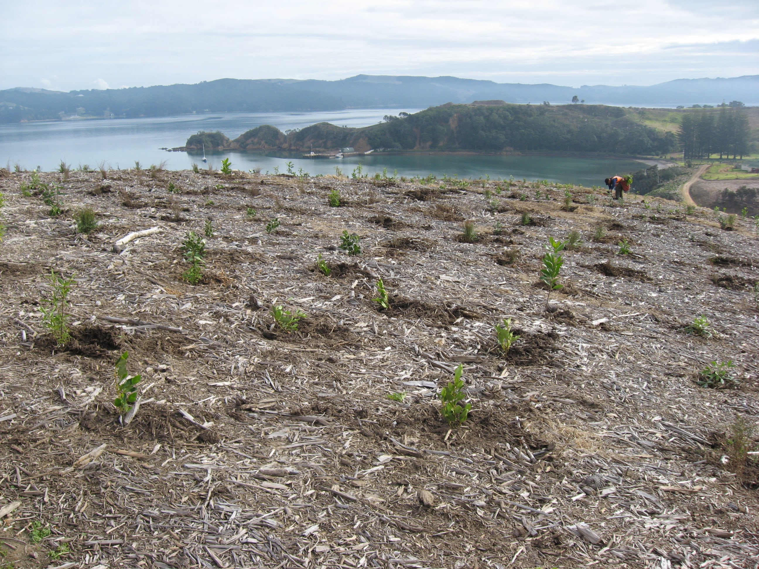 Native Solutions team providing forestry planting and native tree planting on a hillside in Canterbury, South Island