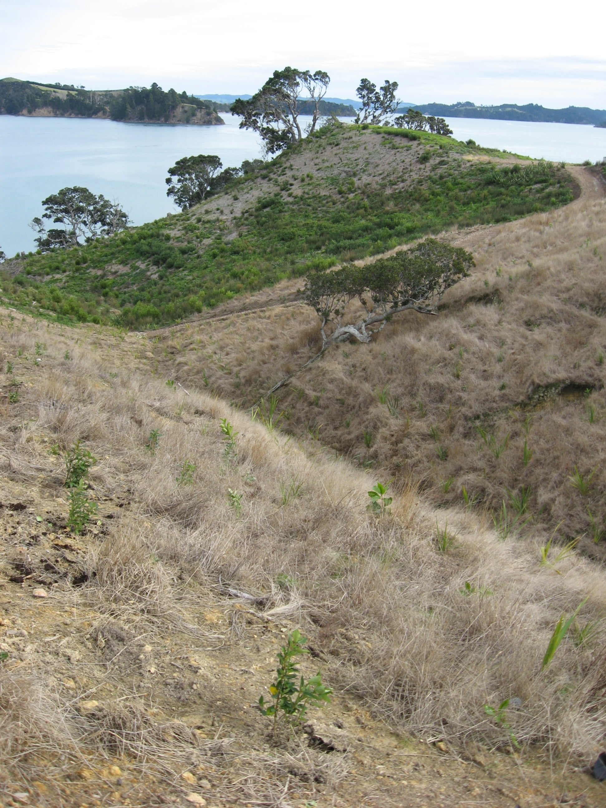 website image of hills and fields for Native Solutions website offering forestry management and forestry planting