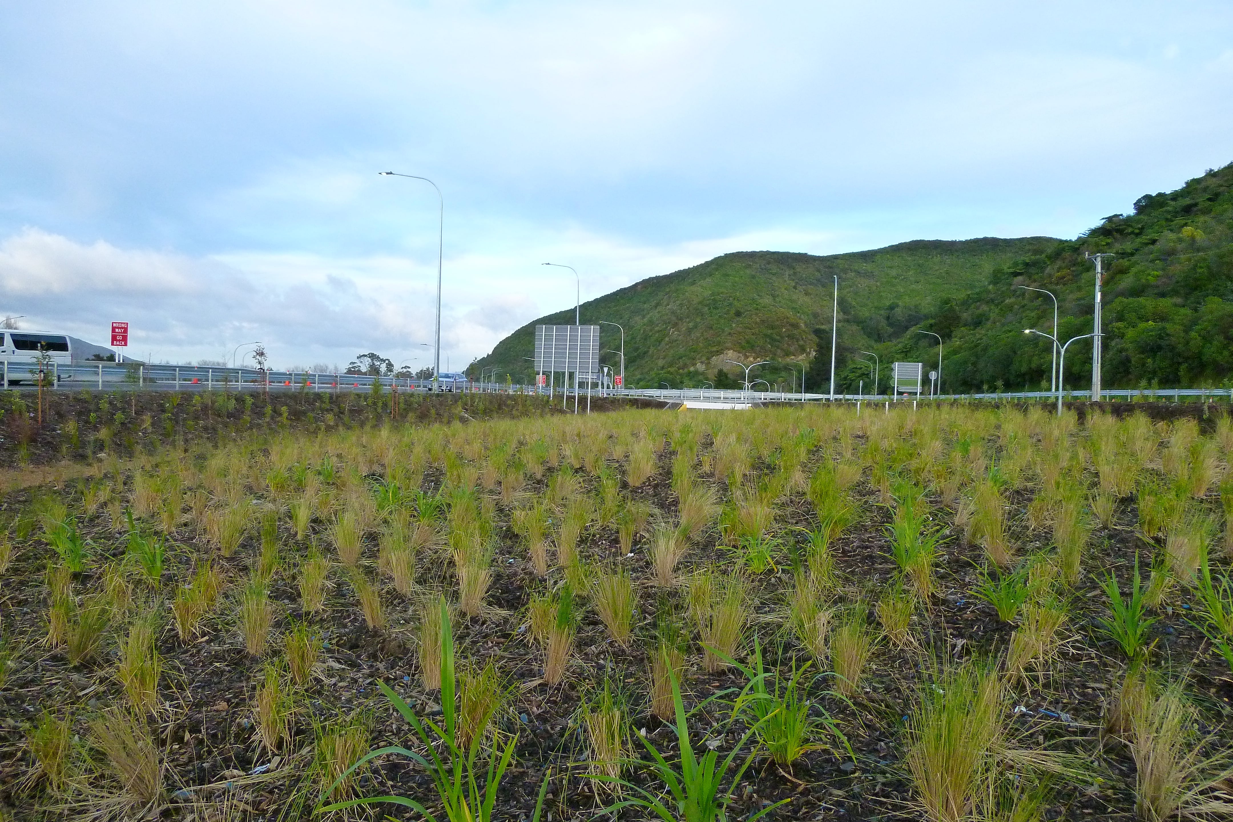 Native Solutions' silvicultural project showcasing highway beautification in the South Island, Central North Island, Timaru, and Nationwide