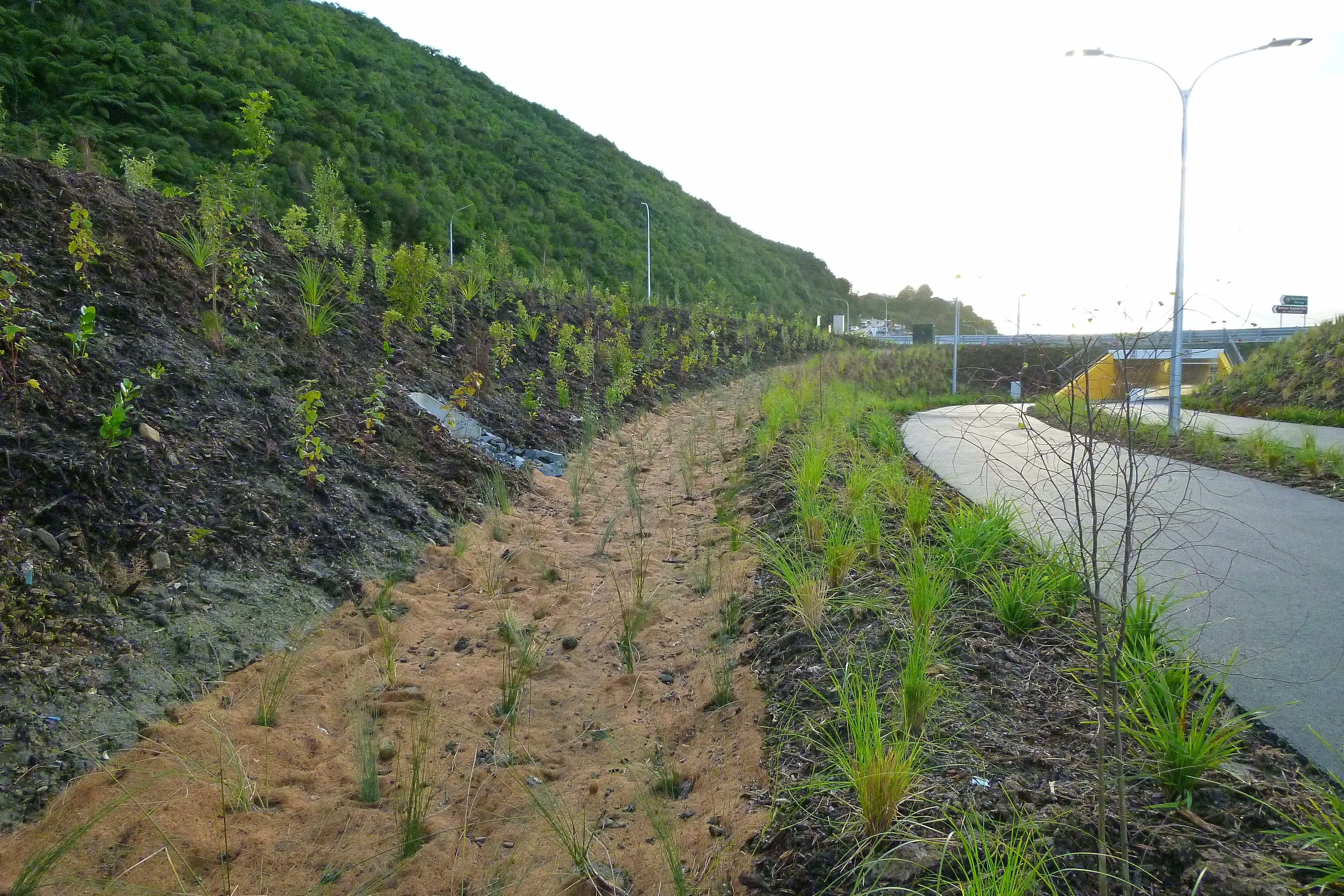 Native Solutions' silvicultural project showcasing highway beautification in Marlborough, North Canterbury, Wellington, and Waikato