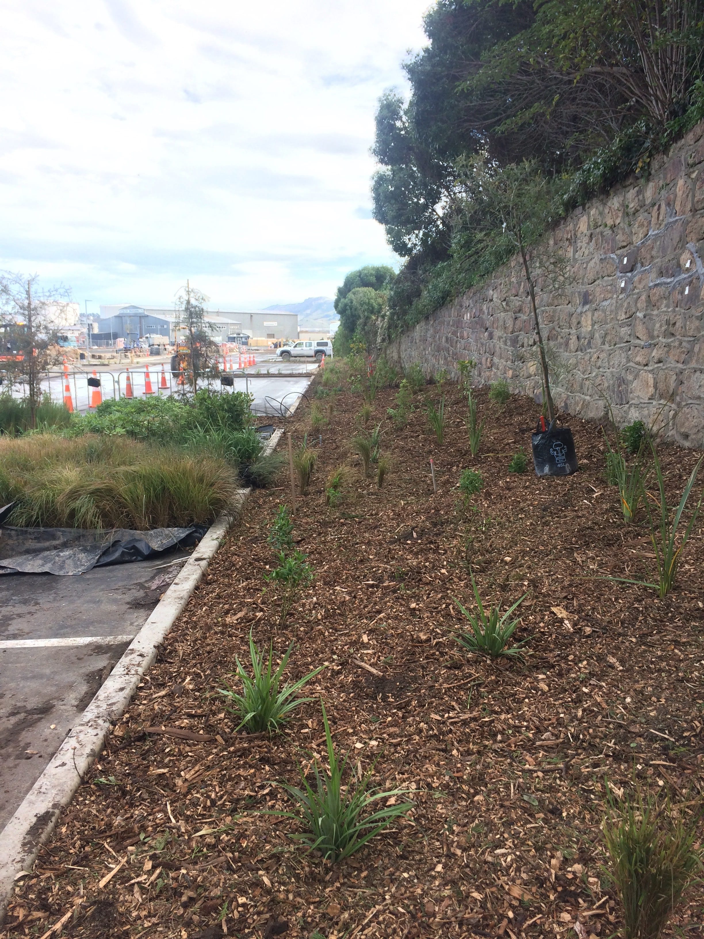 Native Solutions' silvicultural project showcasing highway beautification and planting in Canterbury, Christchurch, Auckland, and Nationwide
