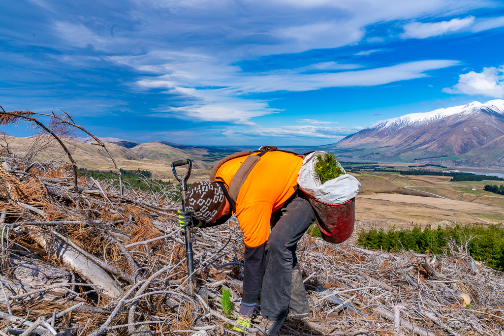 native plants and native revegetation being planted by Native Solutions team in New Zealand