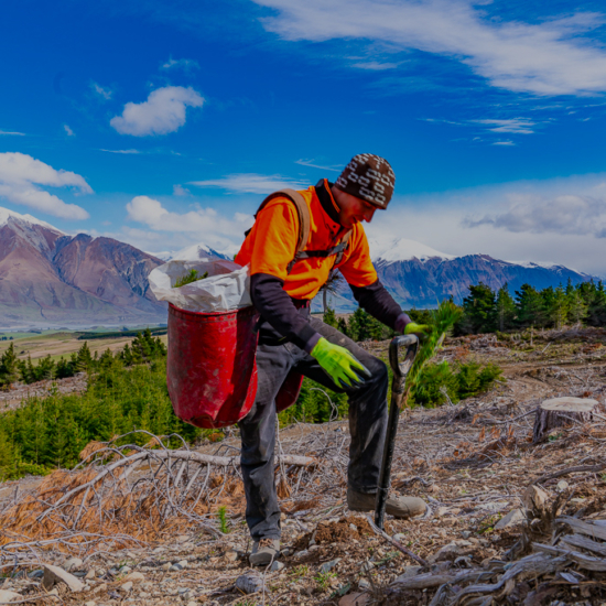 Native Solutions team member implementing silvicultural practices and native planting in Canterbury, Greater Christchurch, Hawkes Bay, and Gisborne