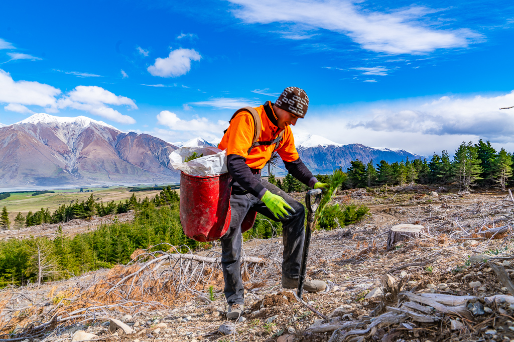 native plants and native revegetation being planted by Native Solutions team in New Zealand