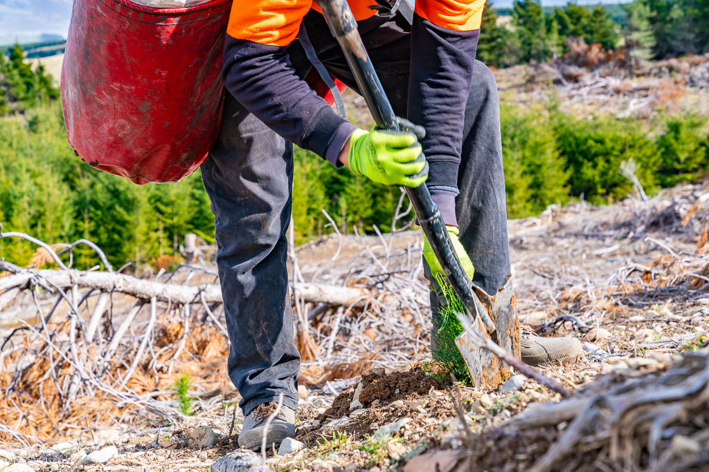 native plants and native revegetation being planted by Native Solutions team in New Zealand