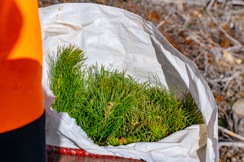 native plants ready to be planted by Native Solutions in New Zealand