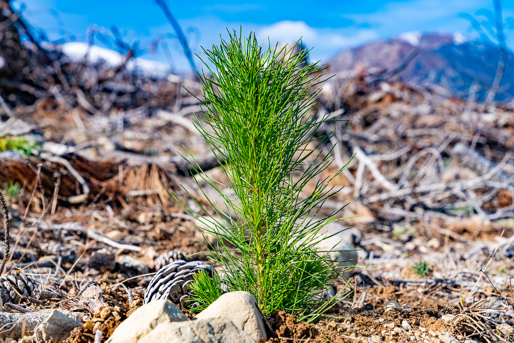 native plant planted by Native Solutions in New Zealand