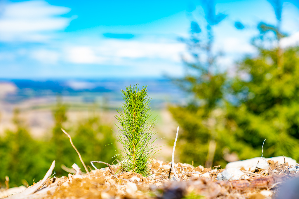 native revegetation planted by Native Solutions in New Zealand