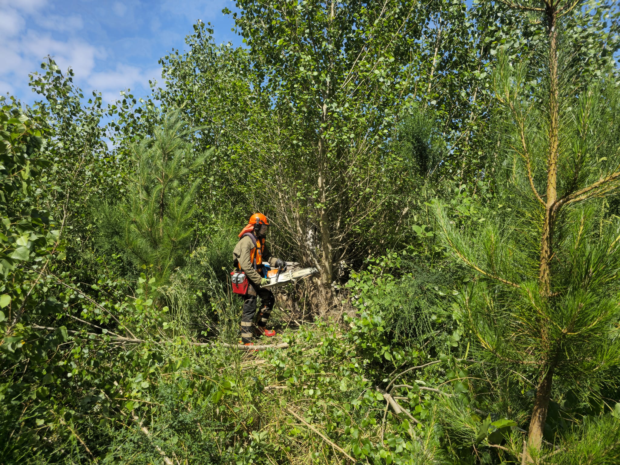 Native Solutions team doing forestry thinning for projects throughout Canterbury, Christchurch, Auckland, and Nationwide