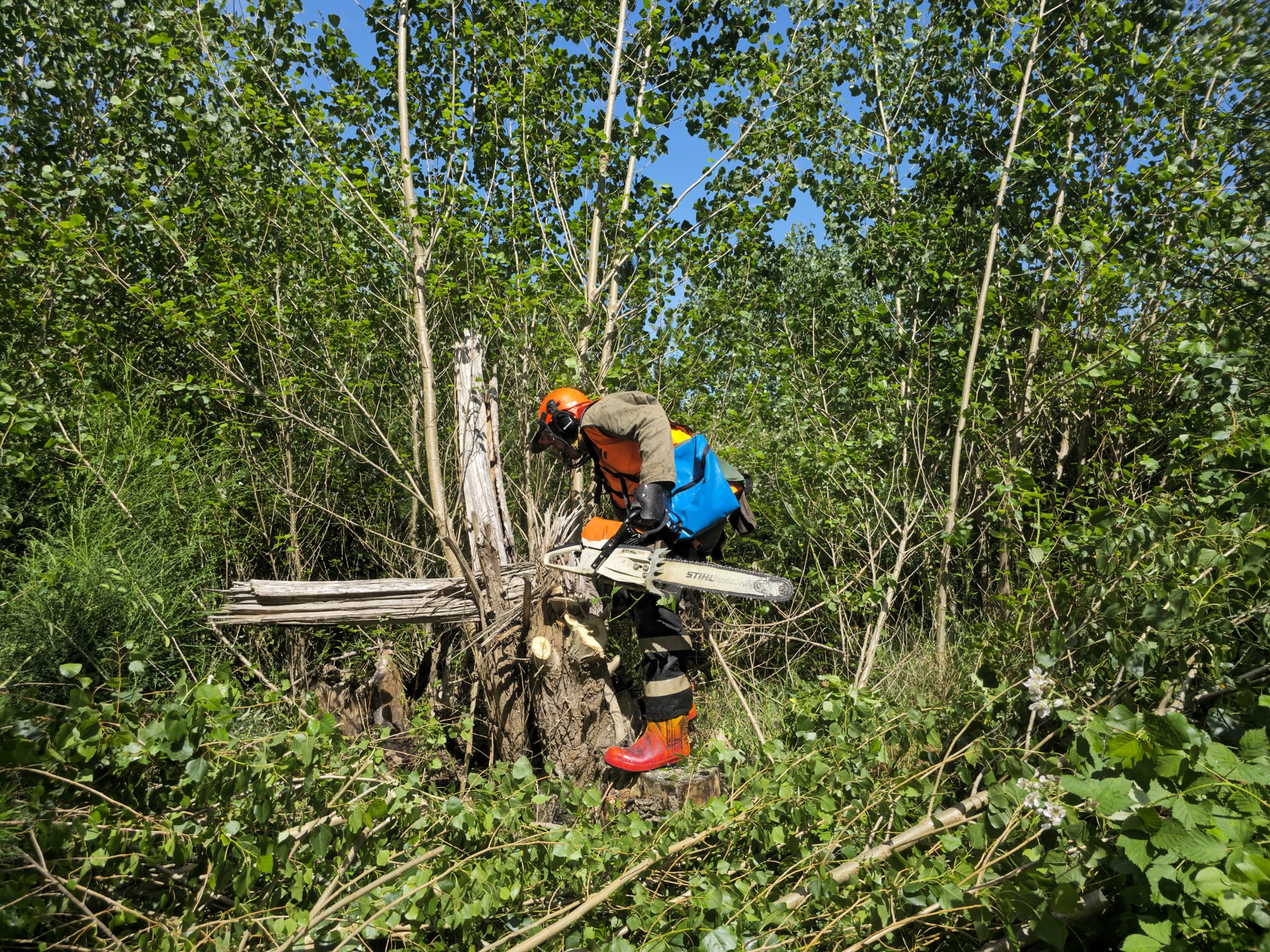 Native Solutions team doing forestry thinning for projects throughout Canterbury, Christchurch, Auckland, and Nationwide