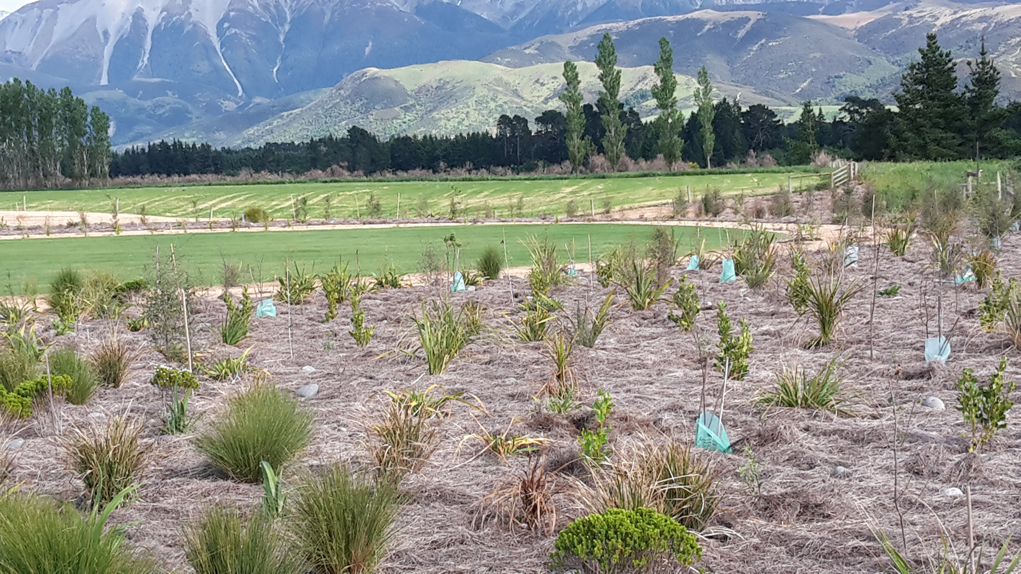 Photo of native planting and vegetation management in Canterbury, Greater Christchurch, Hawkes Bay, and Gisborne by Native Solutions
