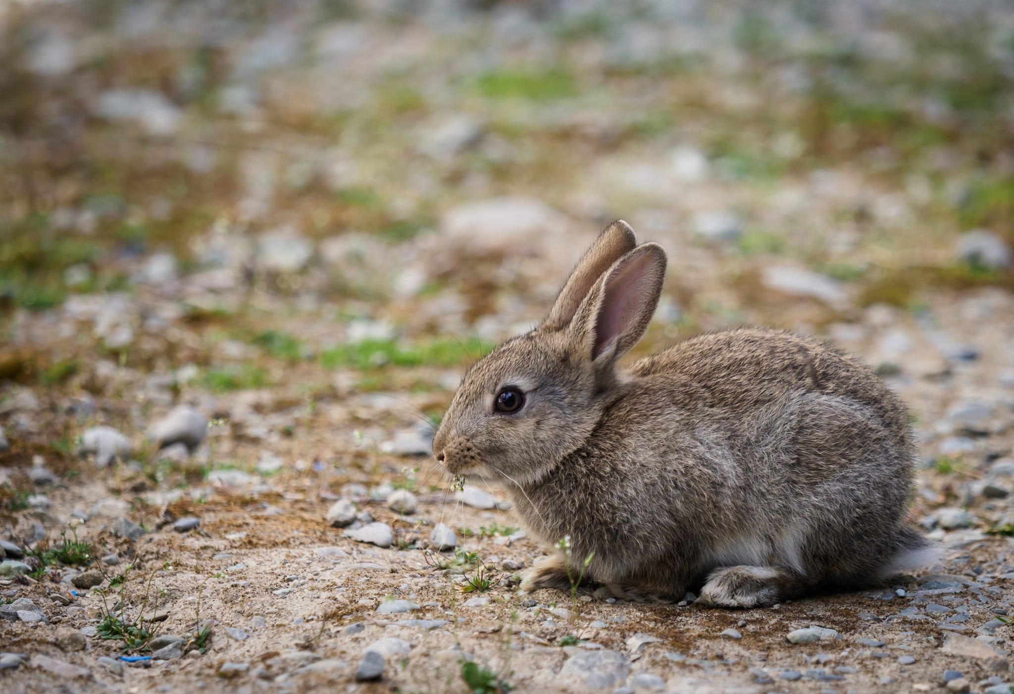 Image of a rabbits which Native Solution's pest control services can provide to support forest management in Marlborough, South Island, Canterbury, Christchurch, Kaikoura, West Coast, Otago, Auckland, Tauranga, Bay of Plenty, Wellington, Waikato, and Nationwide