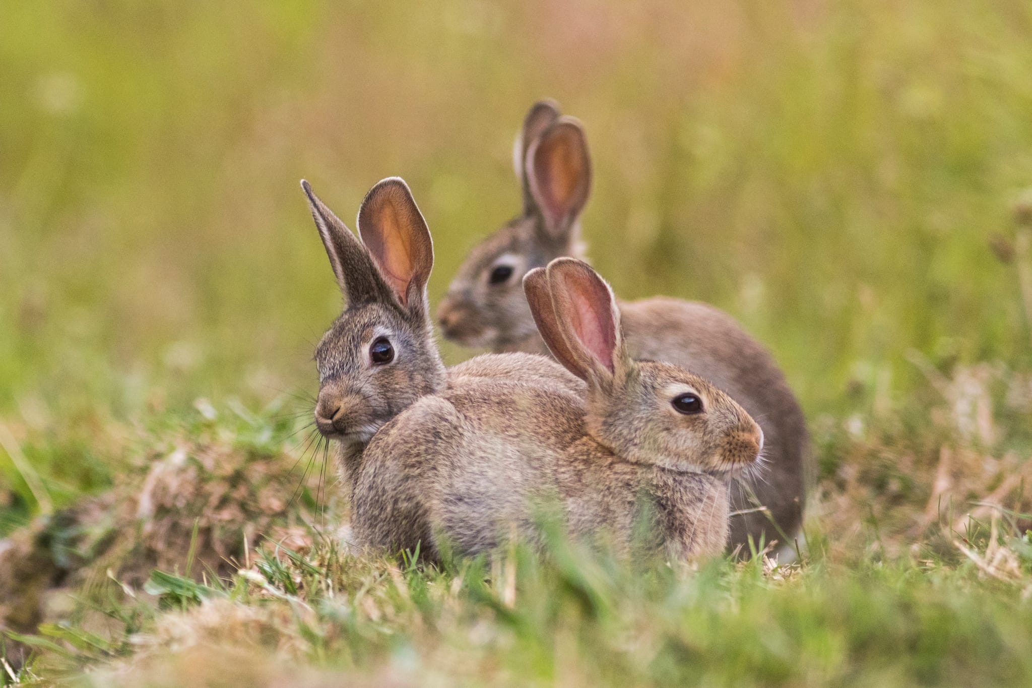 Image of three rabbits which Native Solution's pest control services can provide to support forest management in Marlborough, South Island, Canterbury, Christchurch, Kaikoura, West Coast, Otago, Auckland, Tauranga, Bay of Plenty, Wellington, Waikato, and Nationwide