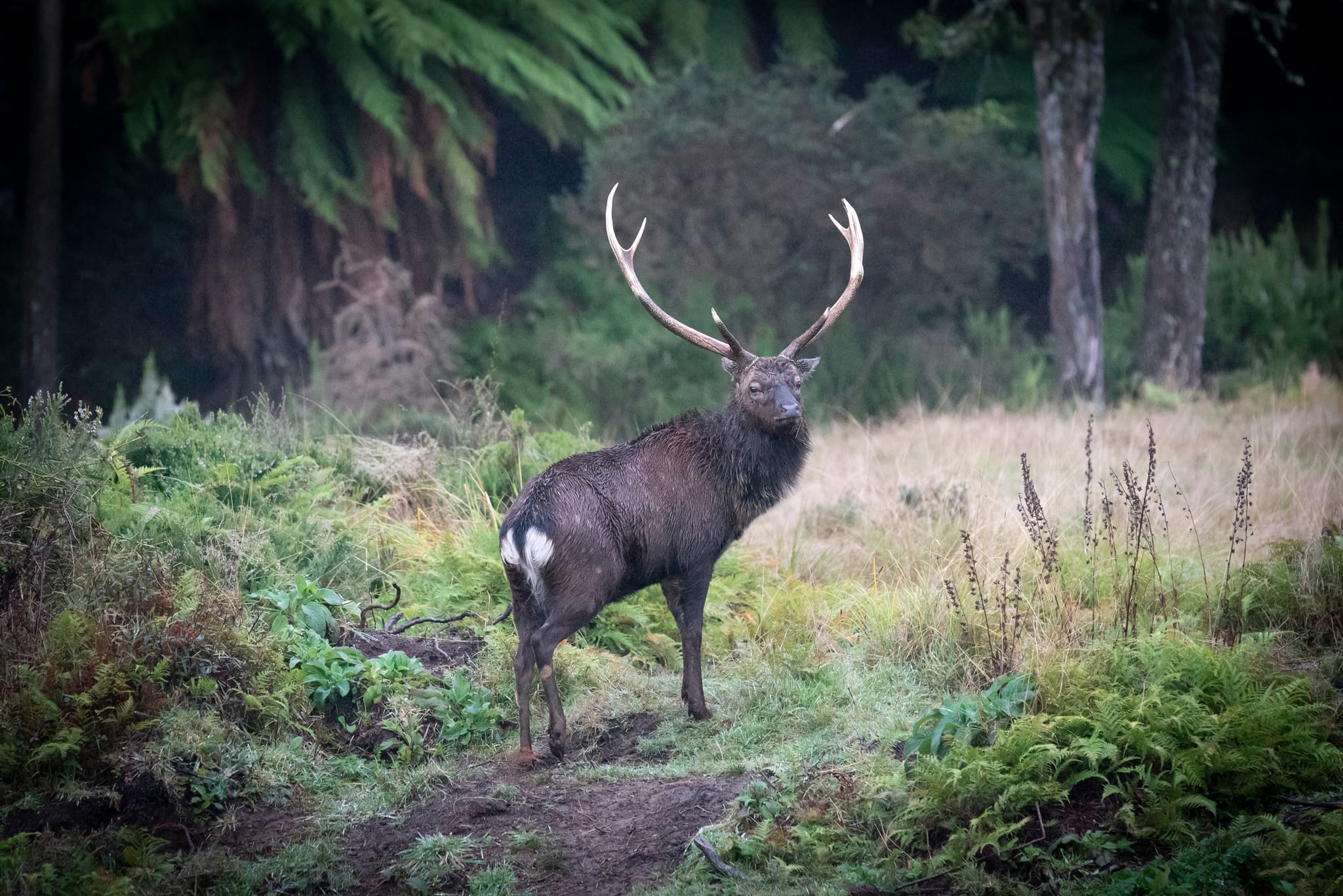 Image of a deer which Native Solution's pest control services can provide to support forest management in Marlborough, South Island, Canterbury, Christchurch, Kaikoura, West Coast, Otago, Auckland, Tauranga, Bay of Plenty, Wellington, Waikato, and Nationwide