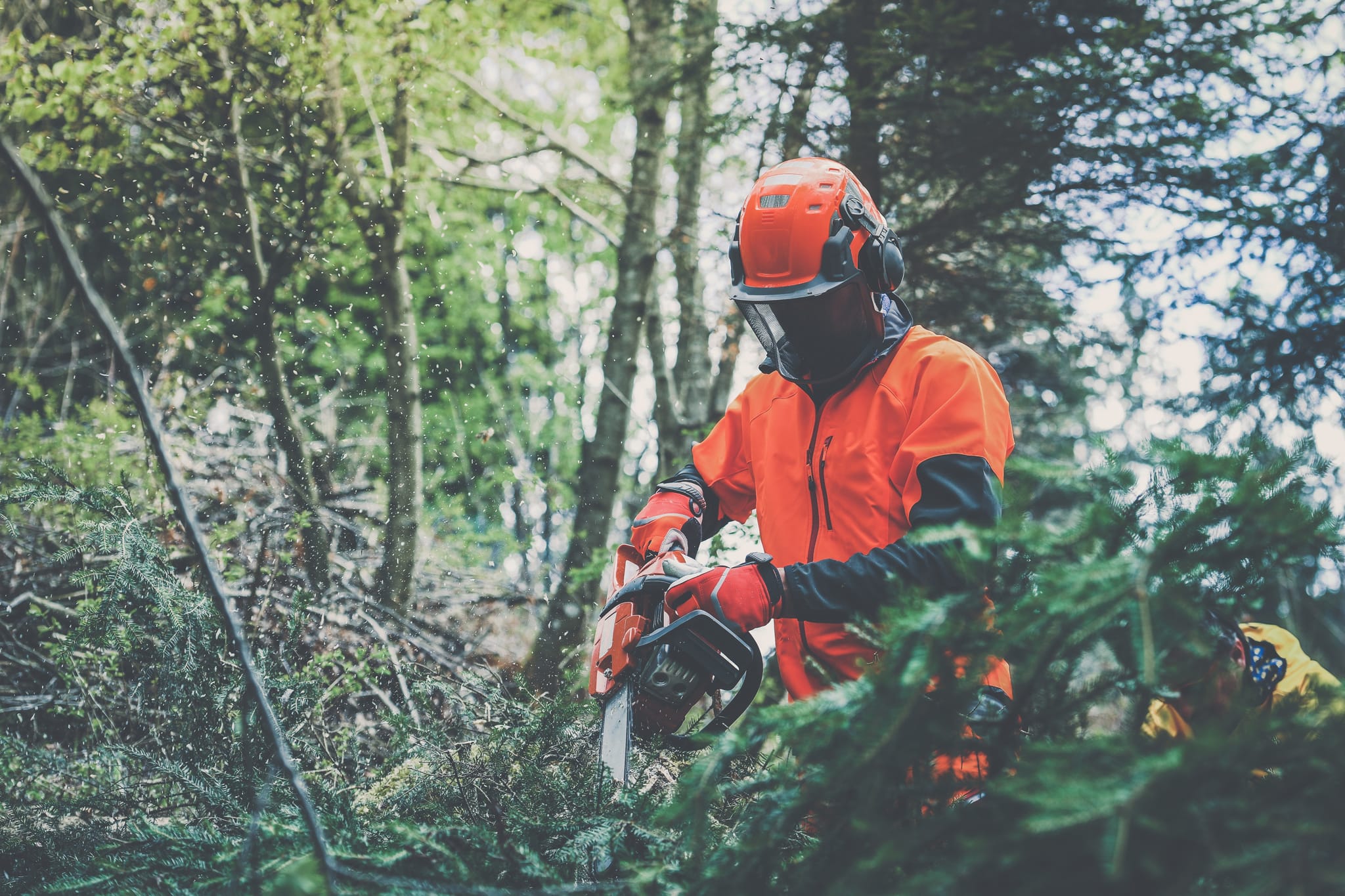 Native Solutions expertly providing pest control services for forestry and land maintenance across Marlborough, South Island, Canterbury, Christchurch, Kaikoura, West Coast, Otago, Auckland, Tauranga, Bay of Plenty, Wellington, Waikato, and Nationwide