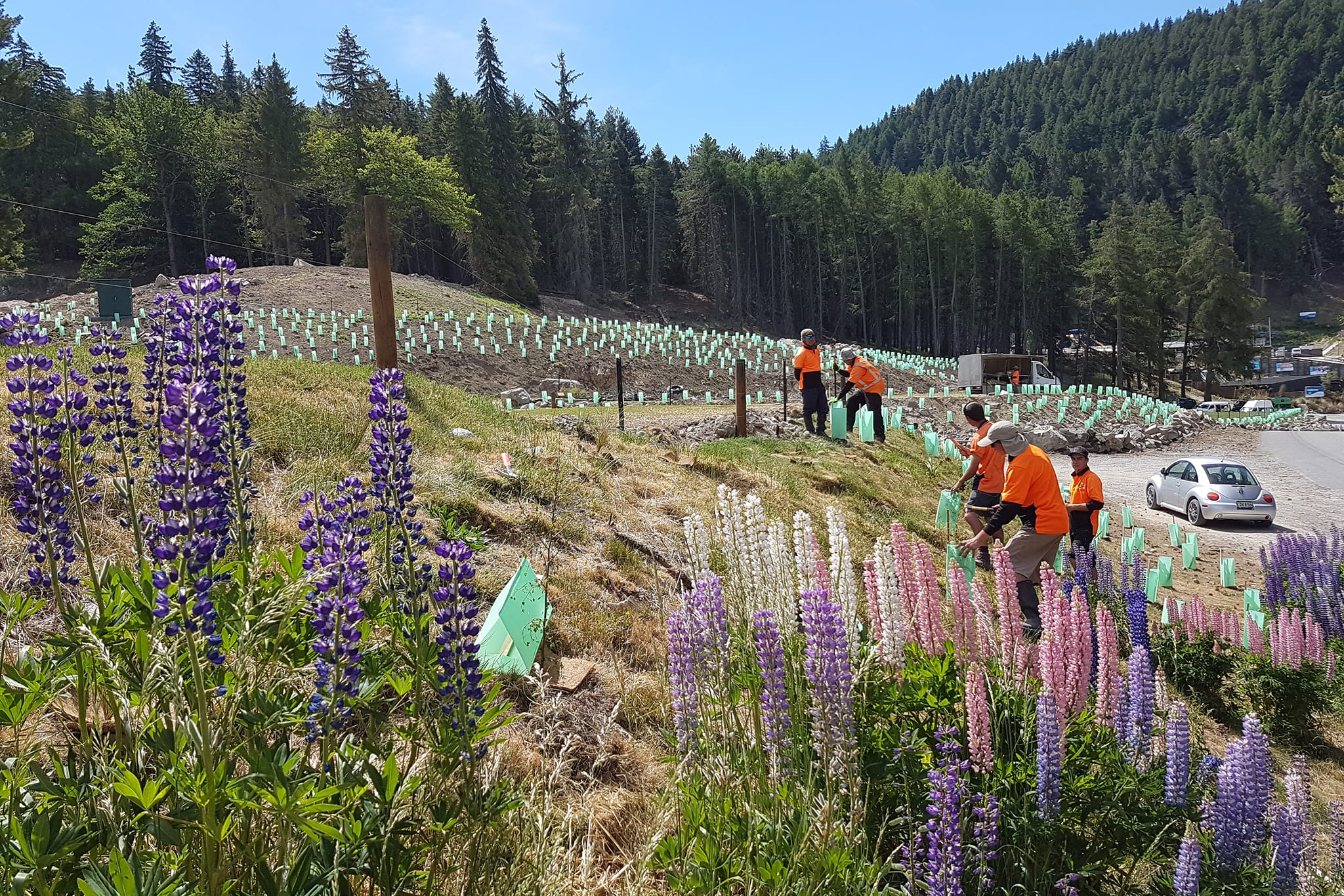 Native Solutions team conducting erosion control and native planting on a hillside in Canterbury, South Island