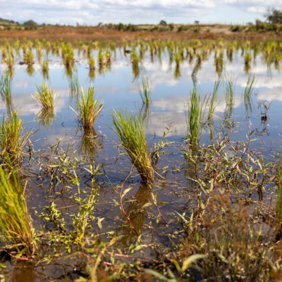 header image of water plants by Native Solutions offering forestry planning and weed control in Canterbury New Zealand